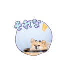 チワポメのノワラテ（個別スタンプ：10）