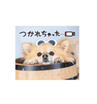 チワポメのノワラテ（個別スタンプ：11）