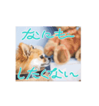 チワポメのノワラテ（個別スタンプ：12）