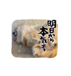 チワポメのノワラテ（個別スタンプ：13）