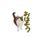 アクションk-gigi10（個別スタンプ：6）