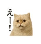 【叫ぶ！】リアルすぎるペルシャ猫の絶叫（個別スタンプ：1）