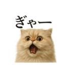 【叫ぶ！】リアルすぎるペルシャ猫の絶叫（個別スタンプ：2）