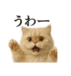 【叫ぶ！】リアルすぎるペルシャ猫の絶叫（個別スタンプ：3）
