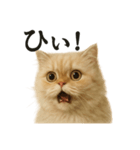 【叫ぶ！】リアルすぎるペルシャ猫の絶叫（個別スタンプ：4）