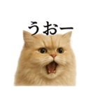 【叫ぶ！】リアルすぎるペルシャ猫の絶叫（個別スタンプ：5）
