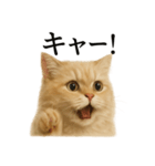 【叫ぶ！】リアルすぎるペルシャ猫の絶叫（個別スタンプ：7）