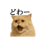 【叫ぶ！】リアルすぎるペルシャ猫の絶叫（個別スタンプ：8）