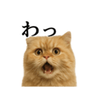 【叫ぶ！】リアルすぎるペルシャ猫の絶叫（個別スタンプ：9）
