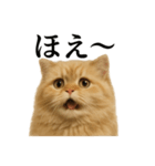 【叫ぶ！】リアルすぎるペルシャ猫の絶叫（個別スタンプ：10）