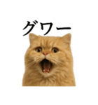 【叫ぶ！】リアルすぎるペルシャ猫の絶叫（個別スタンプ：11）