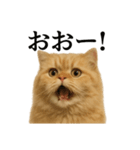 【叫ぶ！】リアルすぎるペルシャ猫の絶叫（個別スタンプ：12）