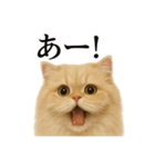 【叫ぶ！】リアルすぎるペルシャ猫の絶叫（個別スタンプ：13）