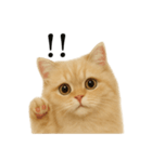 【叫ぶ！】リアルすぎるペルシャ猫の絶叫（個別スタンプ：15）