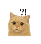 【叫ぶ！】リアルすぎるペルシャ猫の絶叫（個別スタンプ：16）