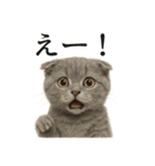 【叫ぶ！】子猫スコティッシュホールド絶叫（個別スタンプ：1）