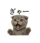 【叫ぶ！】子猫スコティッシュホールド絶叫（個別スタンプ：2）