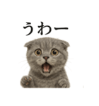 【叫ぶ！】子猫スコティッシュホールド絶叫（個別スタンプ：3）