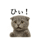 【叫ぶ！】子猫スコティッシュホールド絶叫（個別スタンプ：4）