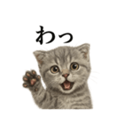 【叫ぶ！】子猫スコティッシュホールド絶叫（個別スタンプ：5）
