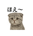 【叫ぶ！】子猫スコティッシュホールド絶叫（個別スタンプ：6）