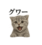 【叫ぶ！】子猫スコティッシュホールド絶叫（個別スタンプ：7）