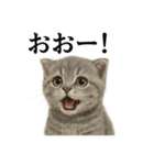 【叫ぶ！】子猫スコティッシュホールド絶叫（個別スタンプ：8）