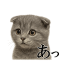 【叫ぶ！】子猫スコティッシュホールド絶叫（個別スタンプ：10）