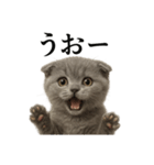 【叫ぶ！】子猫スコティッシュホールド絶叫（個別スタンプ：13）