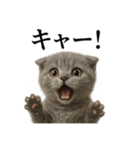 【叫ぶ！】子猫スコティッシュホールド絶叫（個別スタンプ：15）
