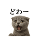 【叫ぶ！】子猫スコティッシュホールド絶叫（個別スタンプ：16）