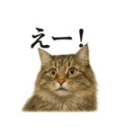 【叫ぶ！】リアルすぎるサイベリアン猫（個別スタンプ：1）