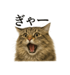 【叫ぶ！】リアルすぎるサイベリアン猫（個別スタンプ：2）