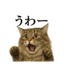 【叫ぶ！】リアルすぎるサイベリアン猫（個別スタンプ：3）