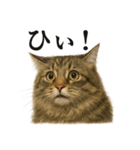 【叫ぶ！】リアルすぎるサイベリアン猫（個別スタンプ：4）