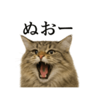【叫ぶ！】リアルすぎるサイベリアン猫（個別スタンプ：5）