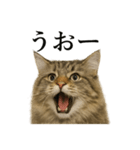 【叫ぶ！】リアルすぎるサイベリアン猫（個別スタンプ：6）