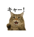 【叫ぶ！】リアルすぎるサイベリアン猫（個別スタンプ：7）