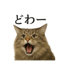 【叫ぶ！】リアルすぎるサイベリアン猫（個別スタンプ：8）