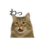 【叫ぶ！】リアルすぎるサイベリアン猫（個別スタンプ：9）