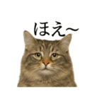 【叫ぶ！】リアルすぎるサイベリアン猫（個別スタンプ：10）