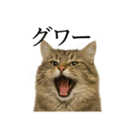 【叫ぶ！】リアルすぎるサイベリアン猫（個別スタンプ：11）