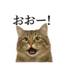 【叫ぶ！】リアルすぎるサイベリアン猫（個別スタンプ：12）