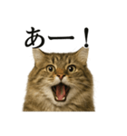 【叫ぶ！】リアルすぎるサイベリアン猫（個別スタンプ：13）
