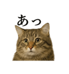 【叫ぶ！】リアルすぎるサイベリアン猫（個別スタンプ：14）