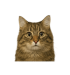 【叫ぶ！】リアルすぎるサイベリアン猫（個別スタンプ：15）