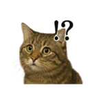【叫ぶ！】リアルすぎるサイベリアン猫（個別スタンプ：16）