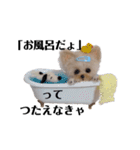 可愛いヨーキーちゃんのスタンプです。（個別スタンプ：3）
