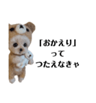 可愛いヨーキーちゃんのスタンプです。（個別スタンプ：12）