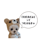 可愛いヨーキーちゃんのスタンプです。（個別スタンプ：16）